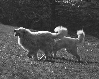 Arroundera de la queue du chien montagne des Pyrenees