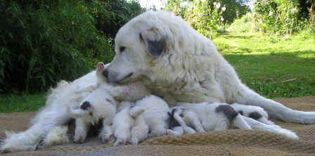 Diva 08 avec chiots .JPG (26903 octets)