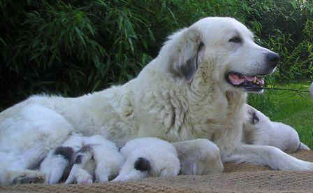 Diva 08 tet avec chiots bis .JPG (27381 octets)