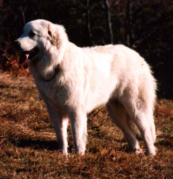 Diva de Aresketa.JPG (53322 octets)