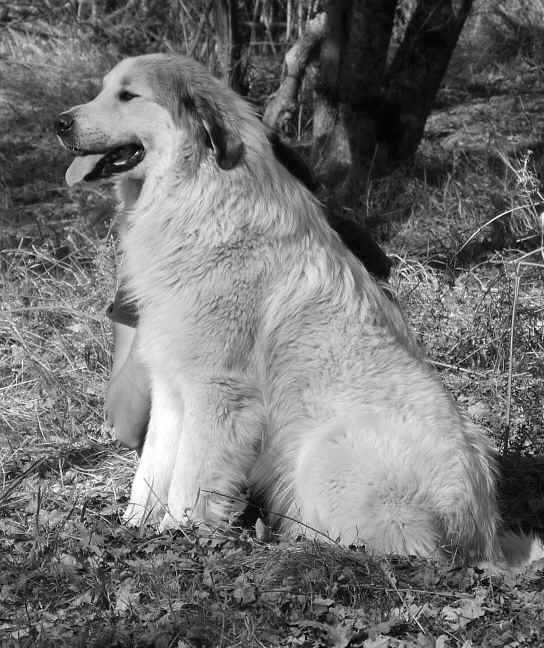 Fauvette assise N&B.jpg (192699 octets)