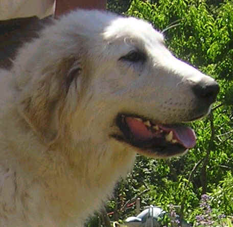 chien montagne des Pyrenees Viognier 7 mois tte.jpg (72400 octets)