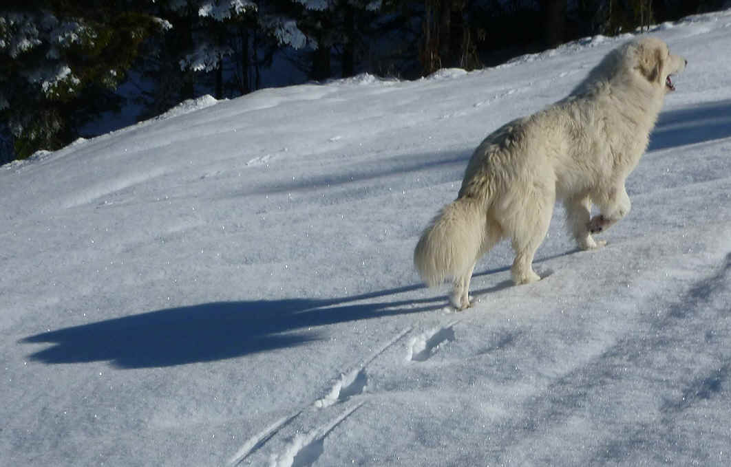 neige 098.JPG (265821 octets)