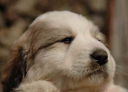 chiot montagne des Pyrenees tte chiot Tavertet x Lynard.JPG (31661 octets)